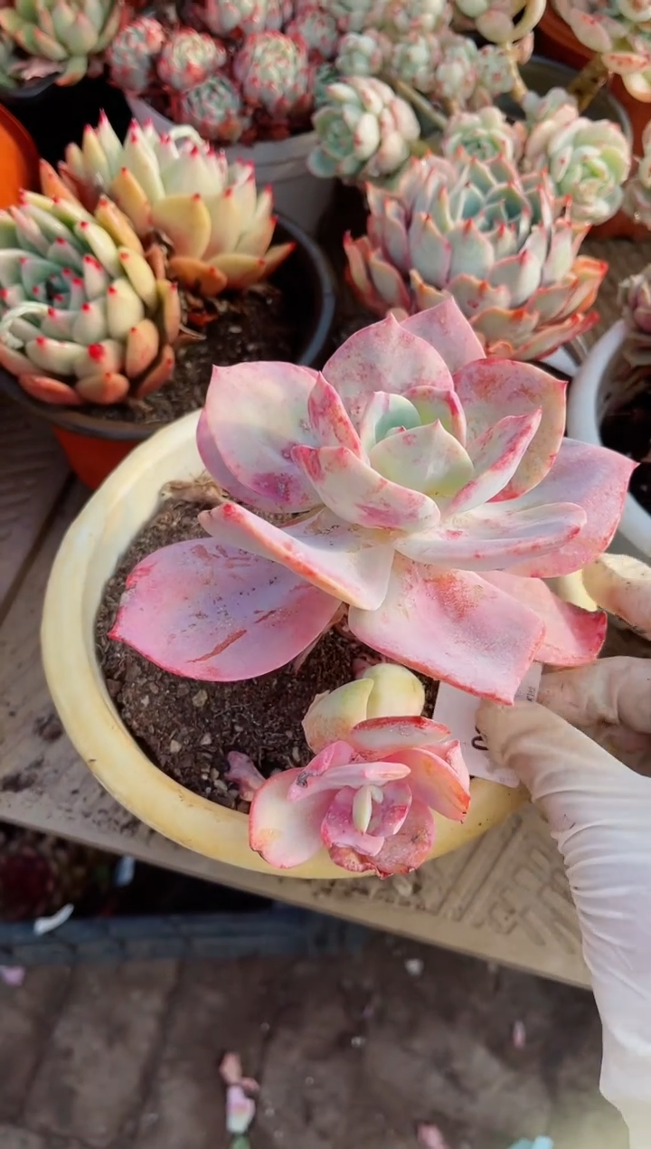 【闪购商品】20150