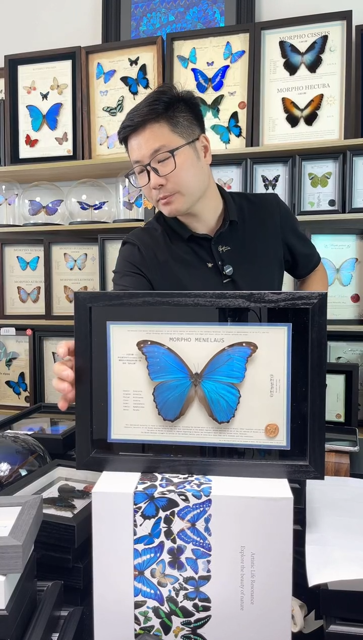 大蓝闪蝶A4设计款 A1