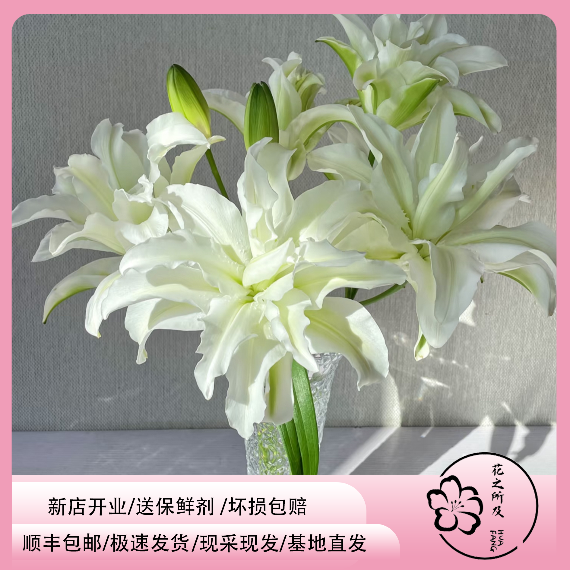 【艾莎】白色重瓣香水百合东北鲜切花鲜花基地直发顺丰包邮家居养护