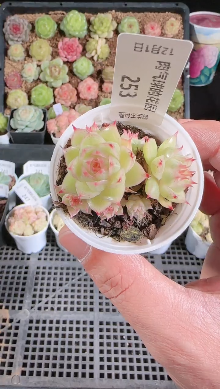  1201-253多肉群生不包整