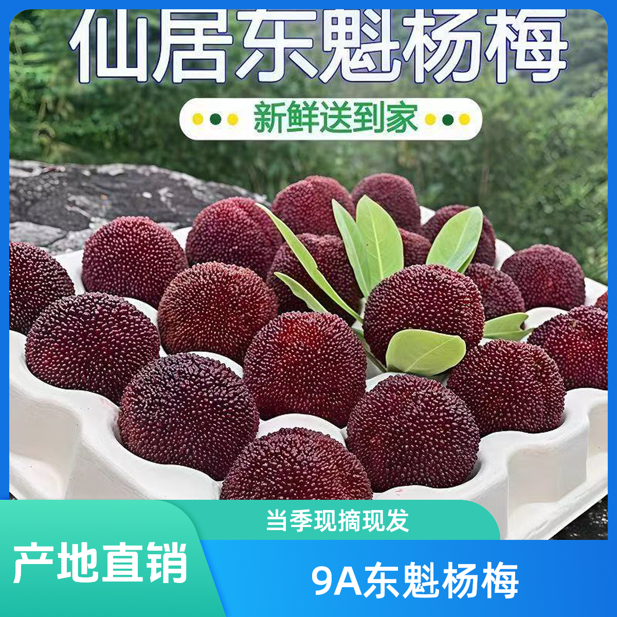 （先亏100单）一大箱正宗浙江仙居东魁杨梅产地现发新鲜采摘杨梅泡酒果当天发货浙江省