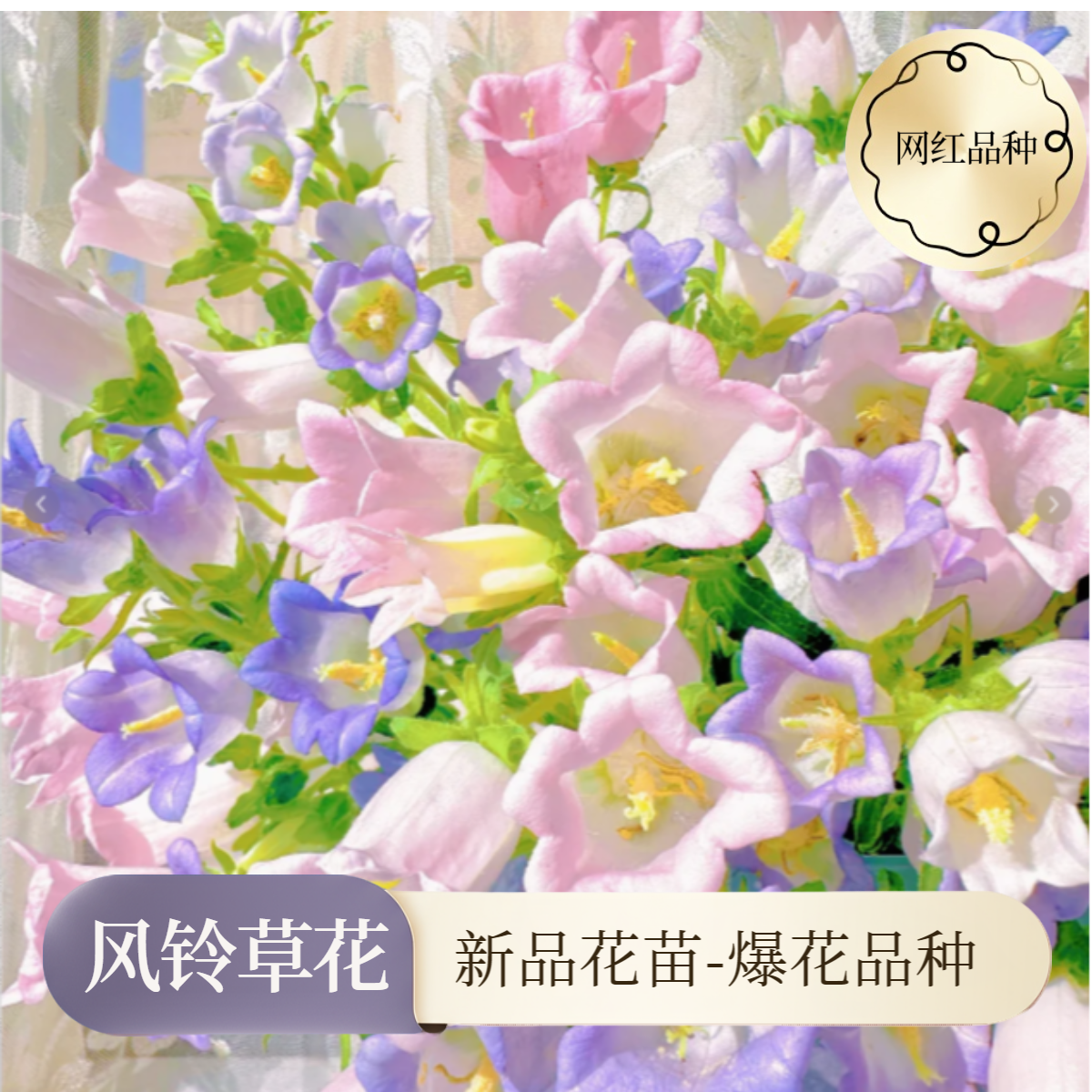 【风铃草花苗】网红新品多季开花新手易种基地直发庭院阳台花卉绿植