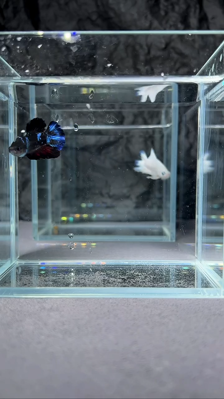 斗鱼竞拍链接A103