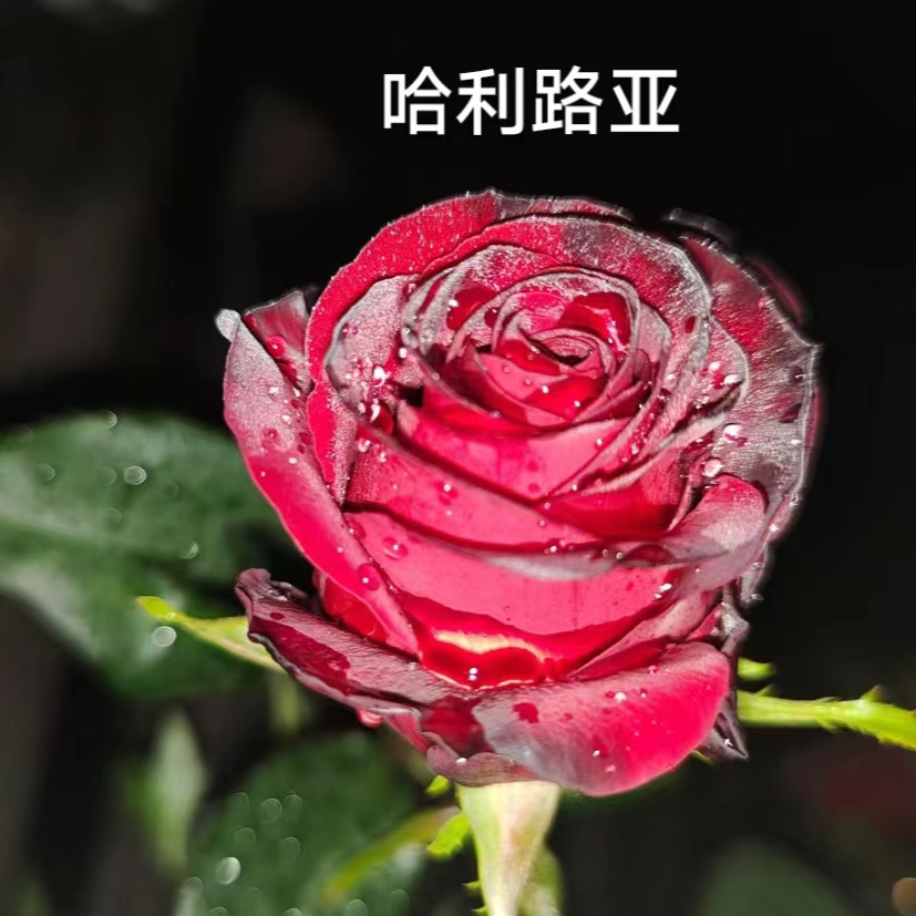 【哈利路亚大苗】四季灌木
