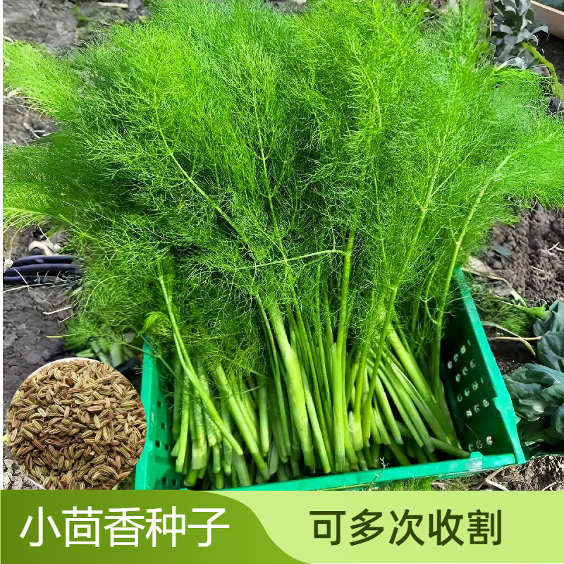割茬茴香种子高产种籽四季菜种子大全春夏秋季农家四季蔬菜种子