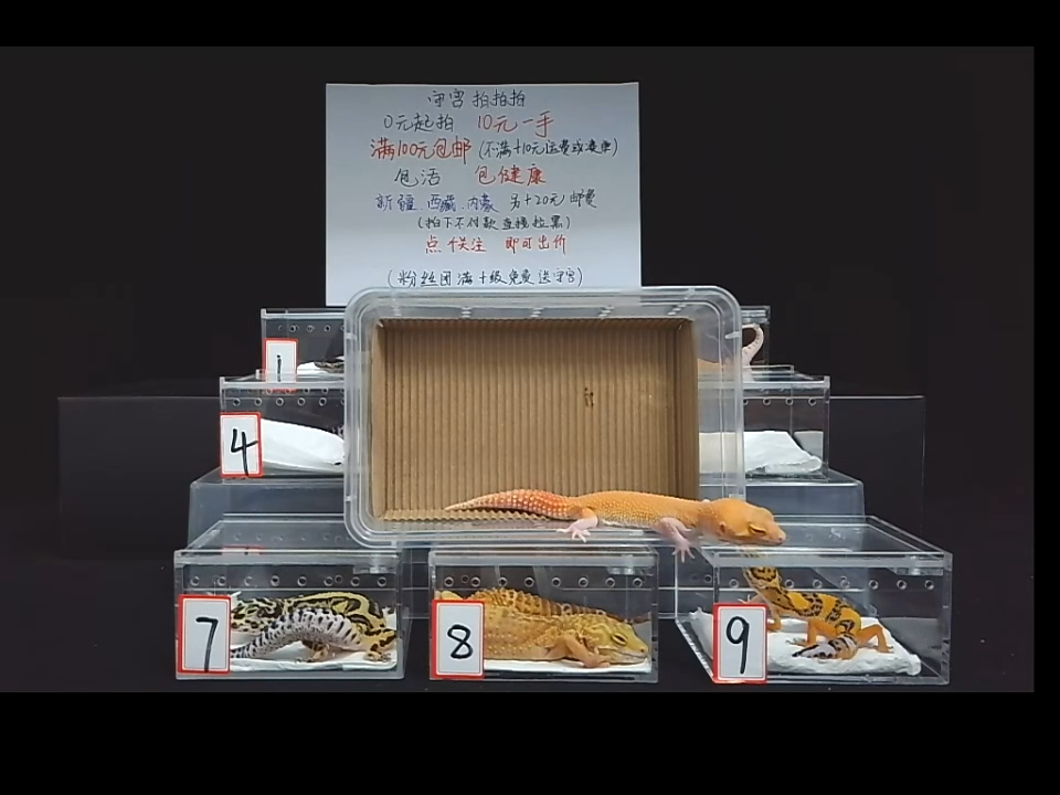 豹纹守宫菊化无纹