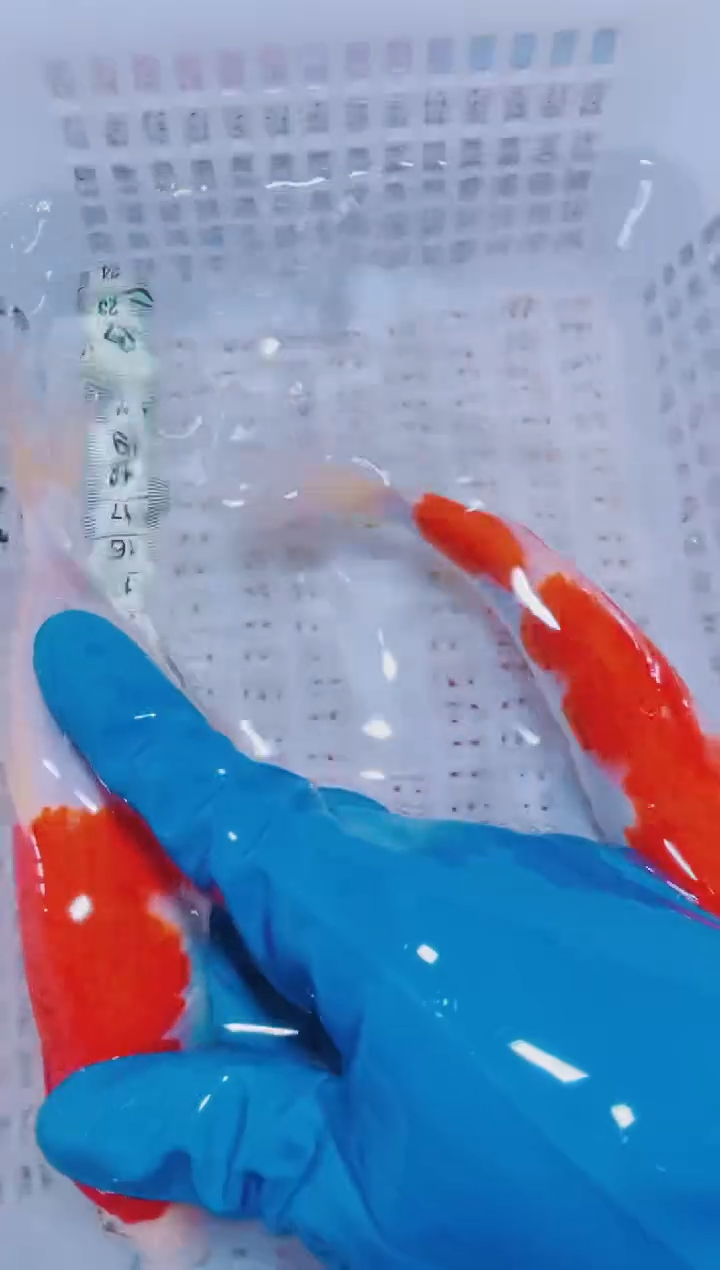 锦鲤血统锦鲤全场包邮105