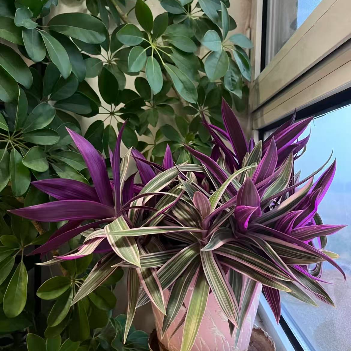 紫露兰盆栽室内外网红绿植花卉四季好养活办公室客厅耐阴净化空气