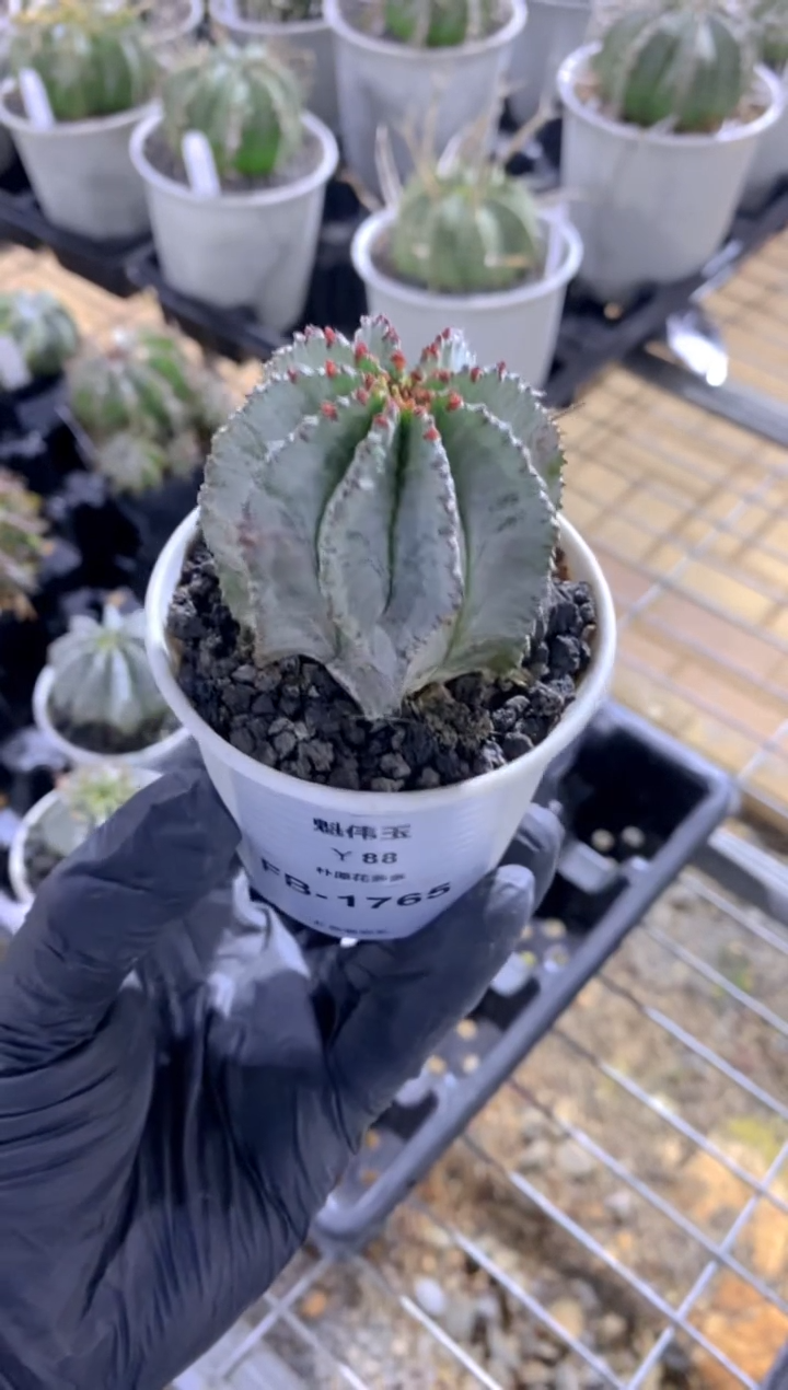【闪购商品】魁伟玉FB-1765