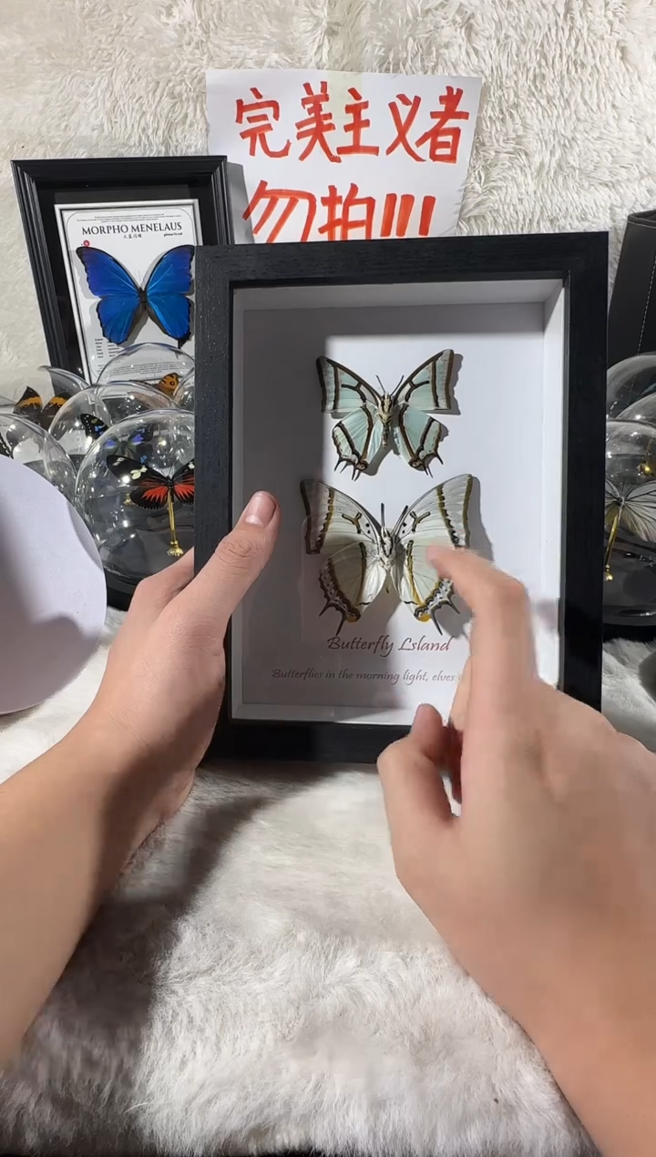 二尾蛱蝶双生8寸相框  