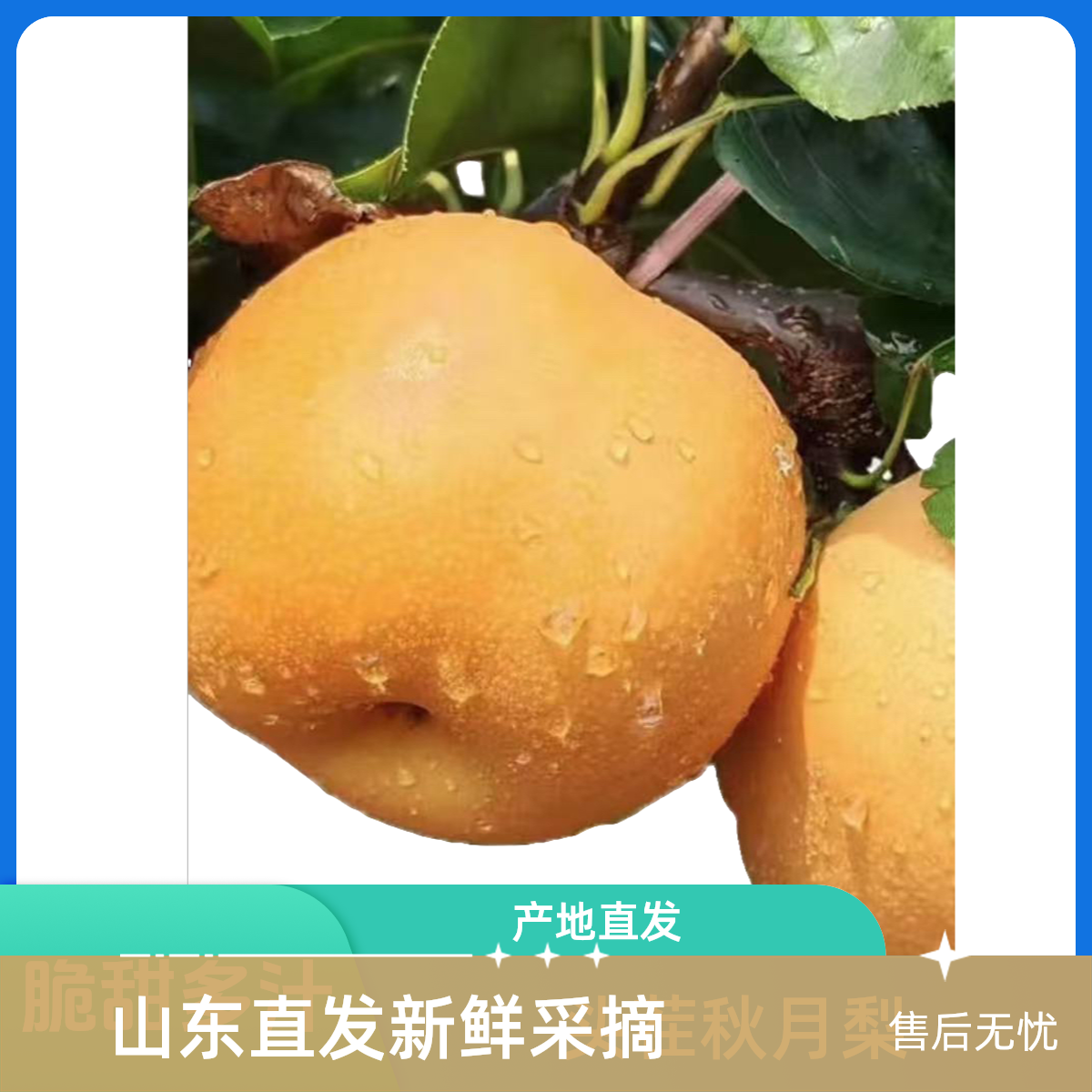 头茬山东秋月梨正宗脆甜多汁现摘现发产地直发当季热卖山东省