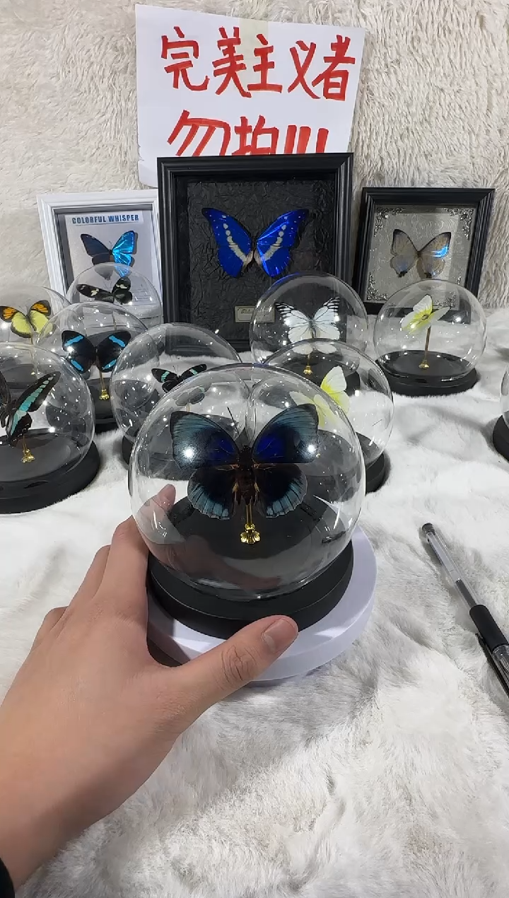 美丽彩袄蛱蝶水晶球 