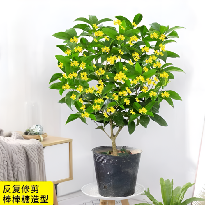 精选六年苗四季桂花树苗盆栽花卉植物浓香绿植阳台庭院四季开好养