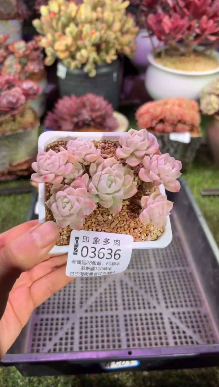 【闪购商品】03636