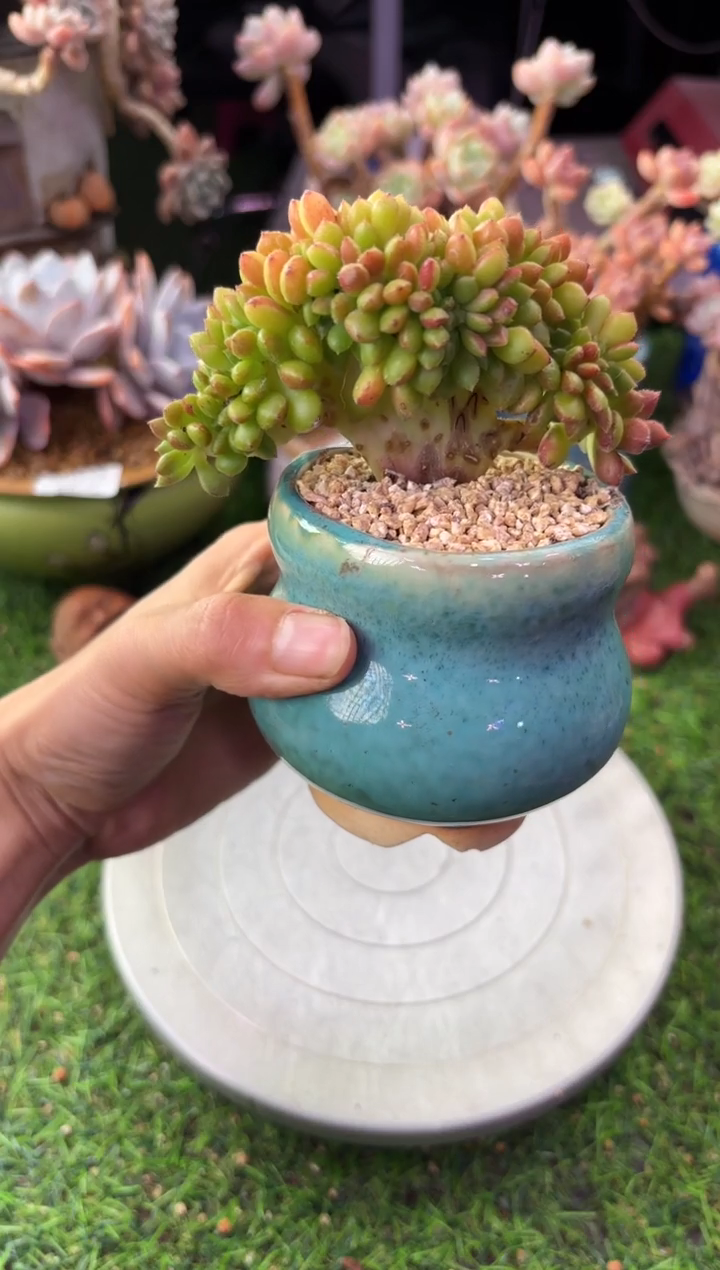 昆明印象多肉01646