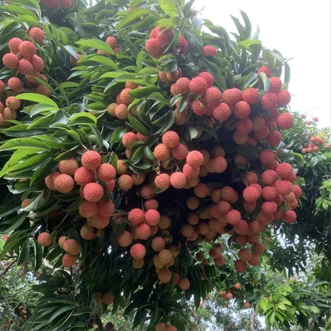 【顺丰包邮】高端品种冰荔荔枝仙进奉荔枝桂味荔枝果树苗带土带叶