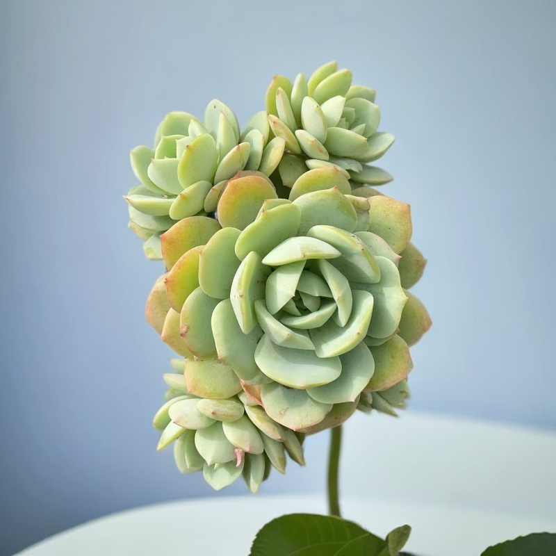 恋曲多肉植物阳台露台栽种养护