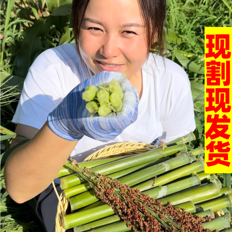 【福利款】东北新鲜甜杆甜芦粟小甘蔗清香可口儿时味道8090的回忆