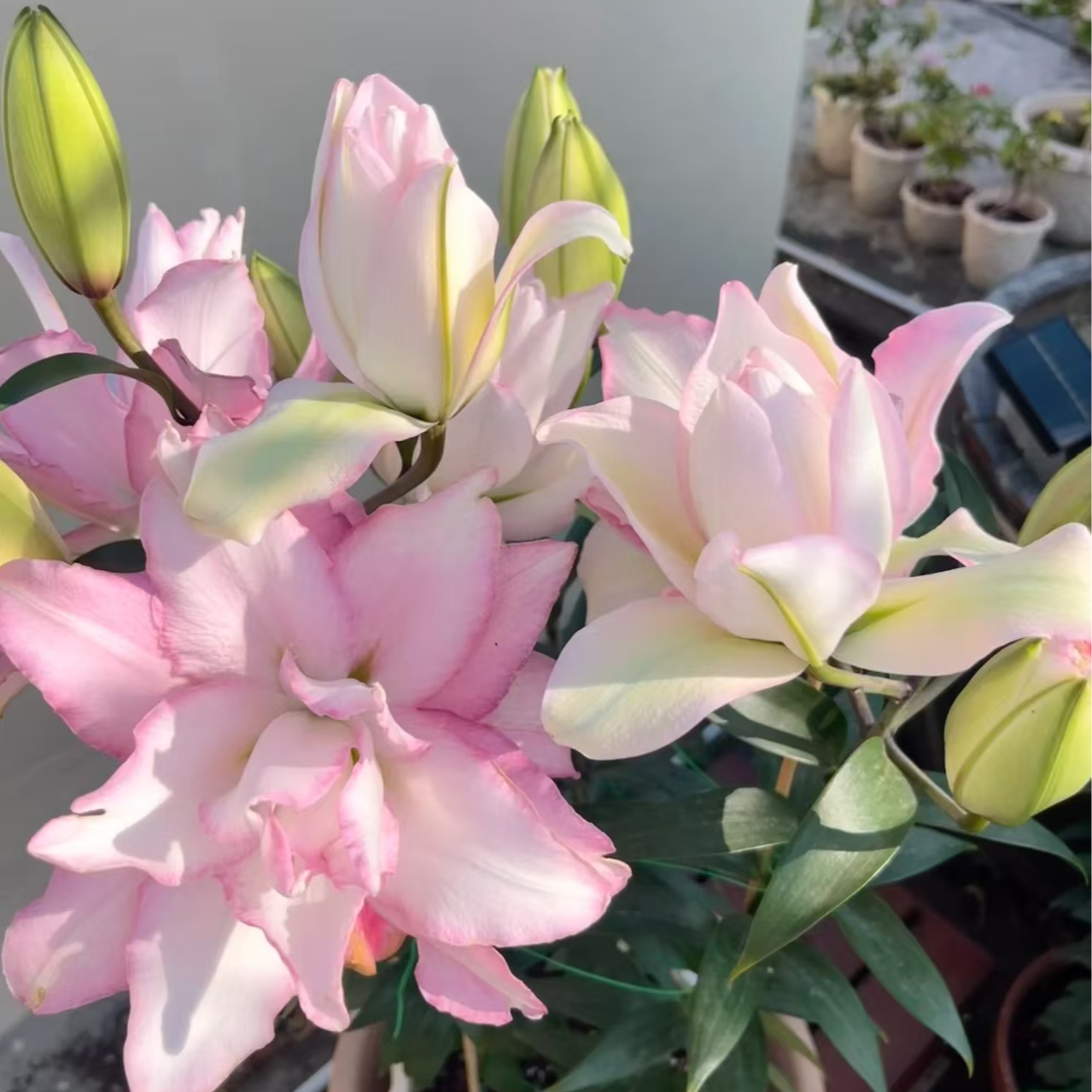 1颗冰美人重瓣香水百合荷兰进口