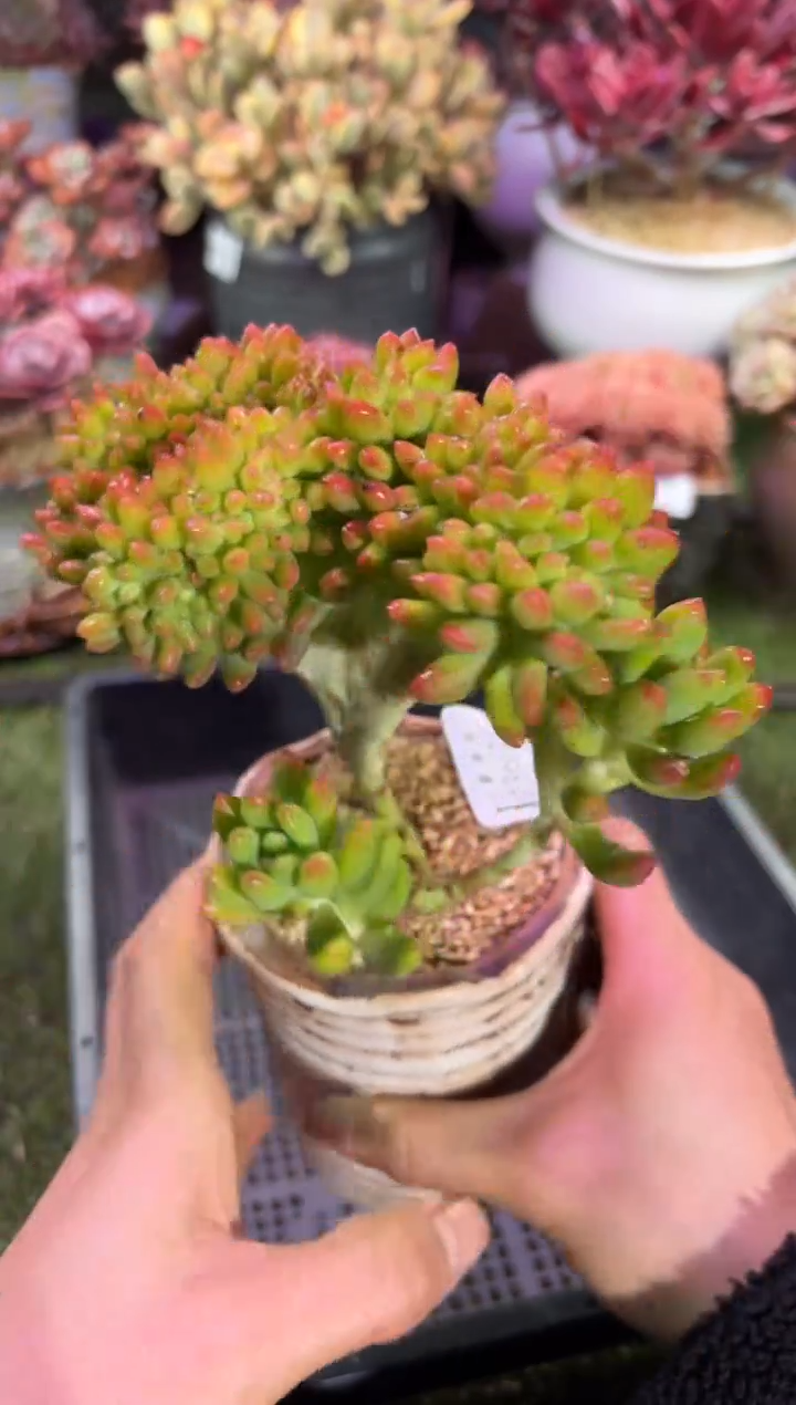 【闪购商品】03675脱土带盆