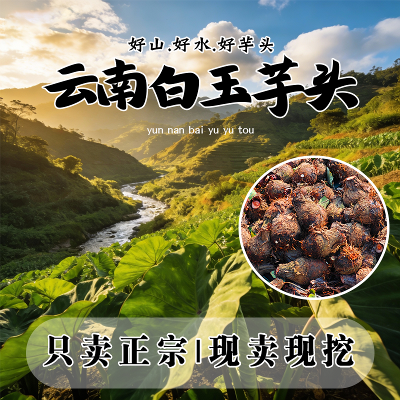 【粉甜糯】8斤囤货正宗云南高山白香粉糯香芋头新鲜批发白心奶香芋