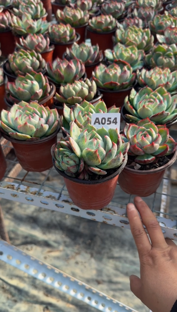 【闪购商品】A054惊鸿仙子（裸根发货）（不包整）