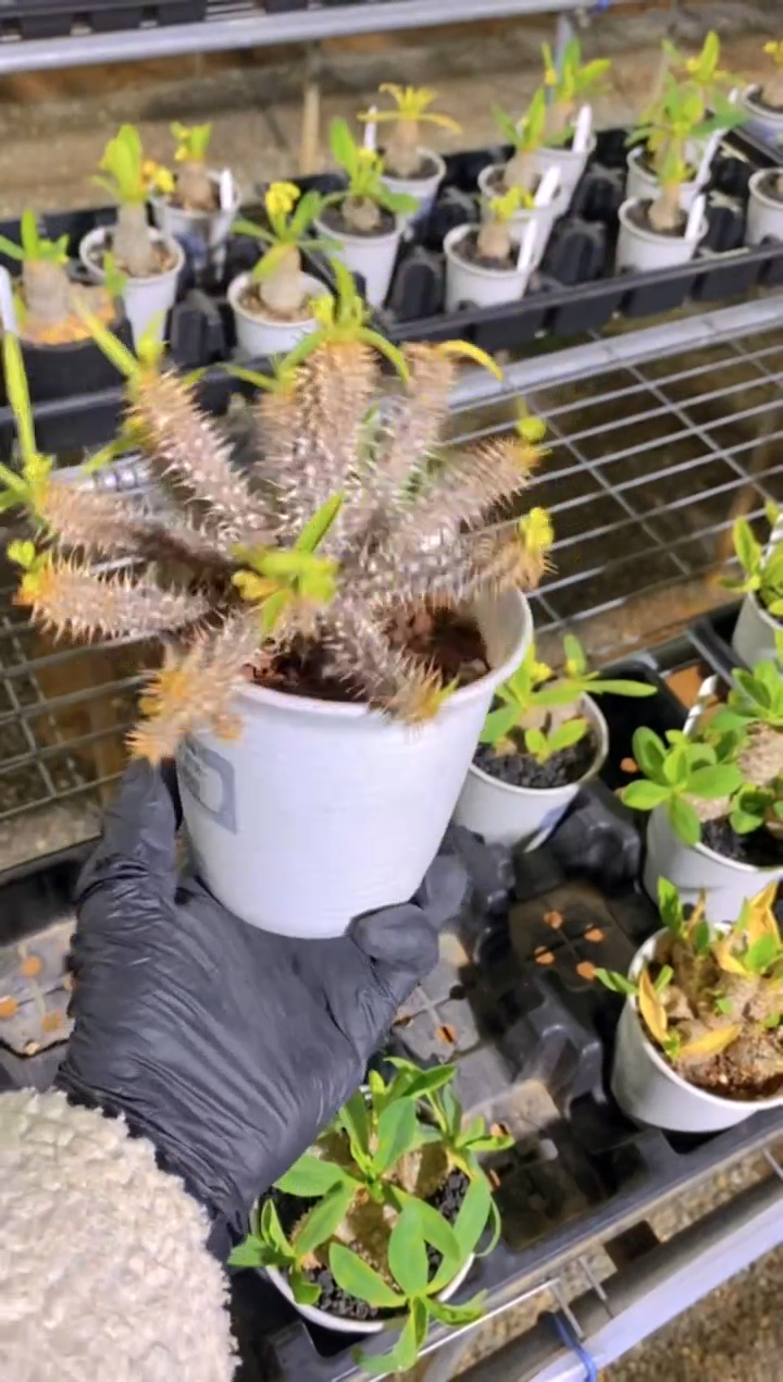 【闪购商品】超级念珠FF-14