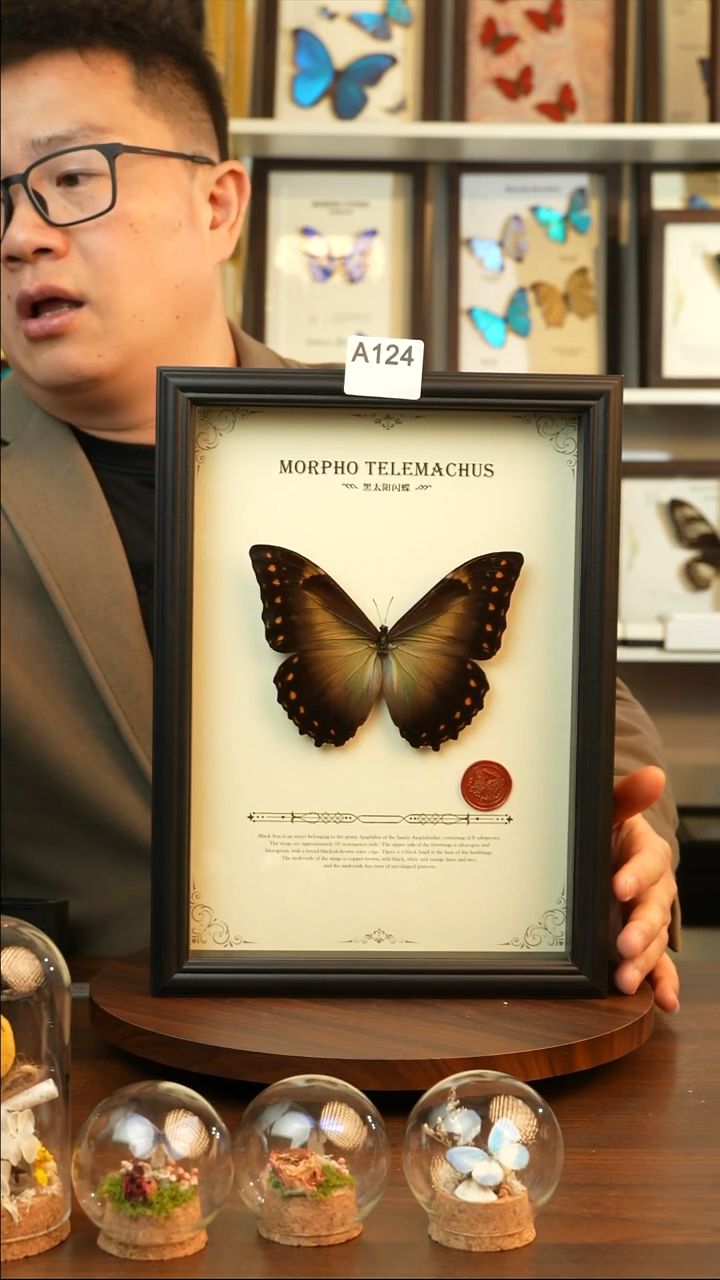 黑太阳闪蝶-英文（A4欧式黑框）A124