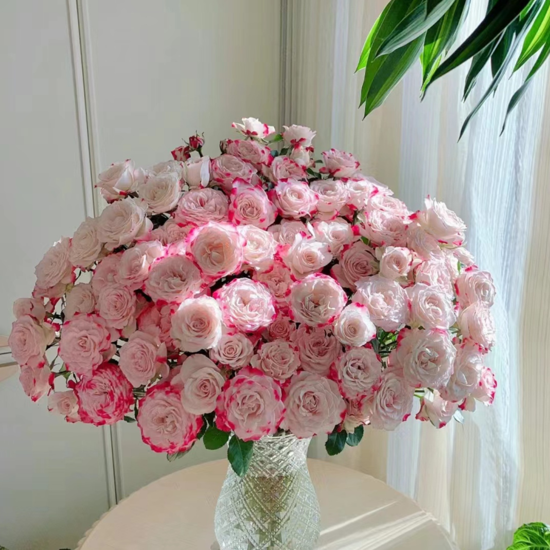 【花相拾】折射---多头玫瑰