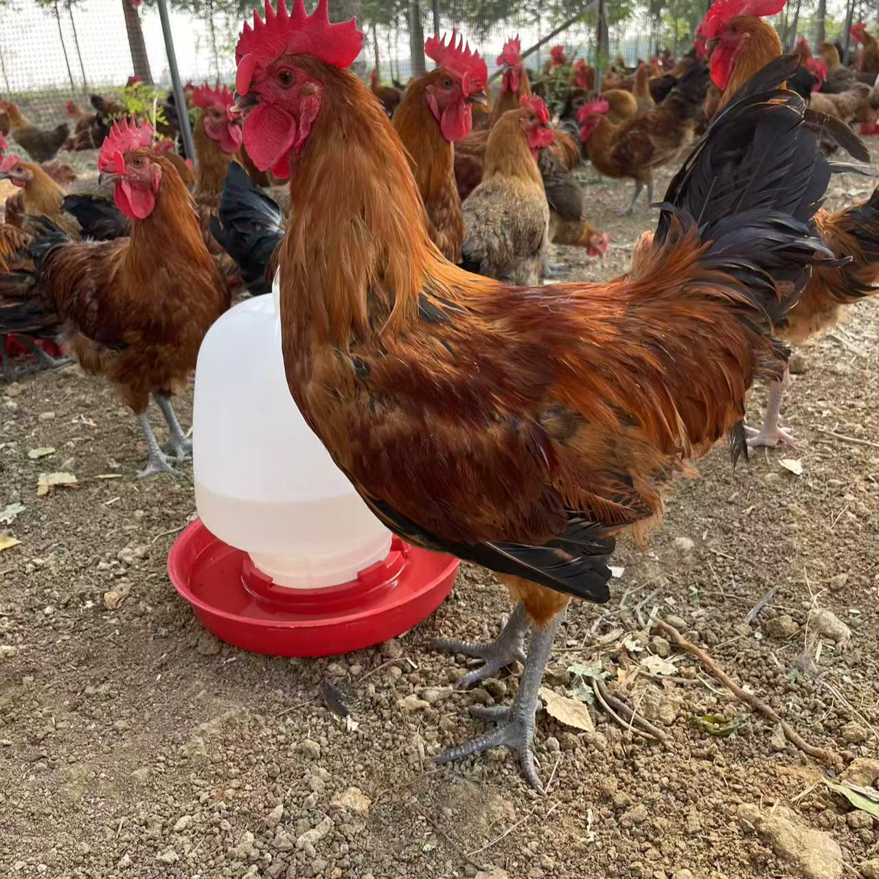 雪山草土公鸡包邮到家