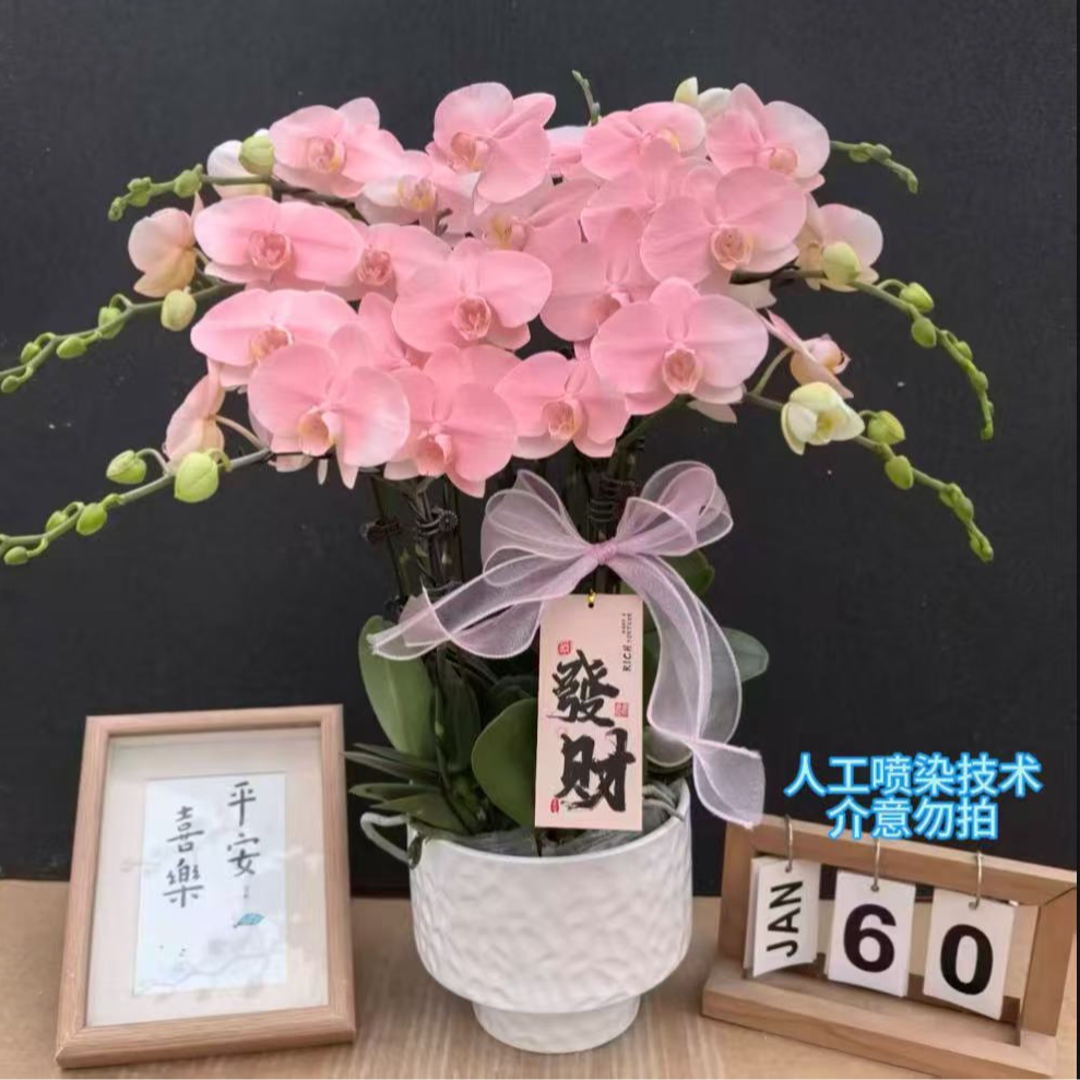 （火烈鸟） 欧洲进口品种 植物喷染艺术组盆蝴蝶兰室内盆栽花卉鲜