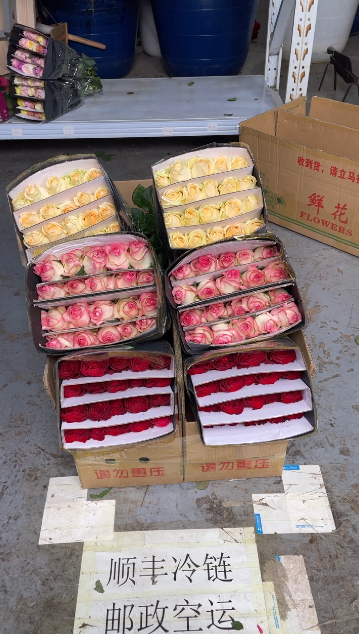 高原红20枝+艾沙20枝+ 香槟20枝