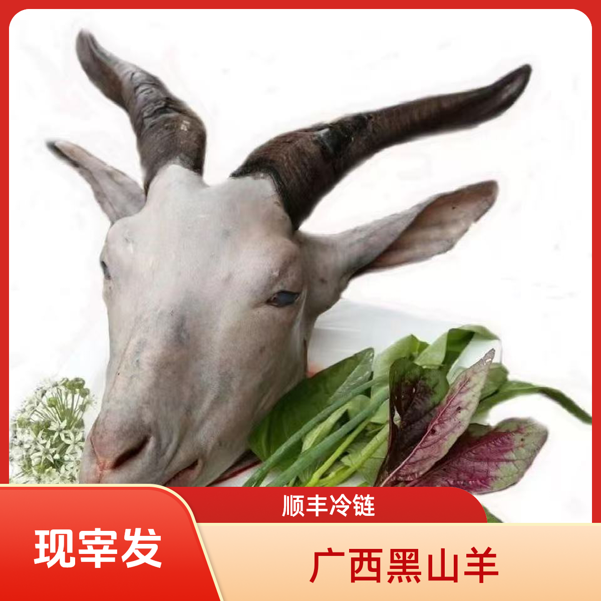 直播黑山羊头一只）现宰现发新鲜山羊顺丰冷链