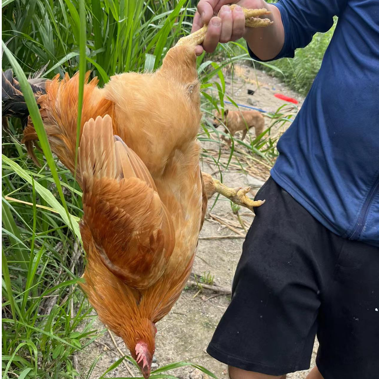 （养200天以上）山态放养土鸡母鸡 公鸡扇鸡1只 净含量 3斤左右