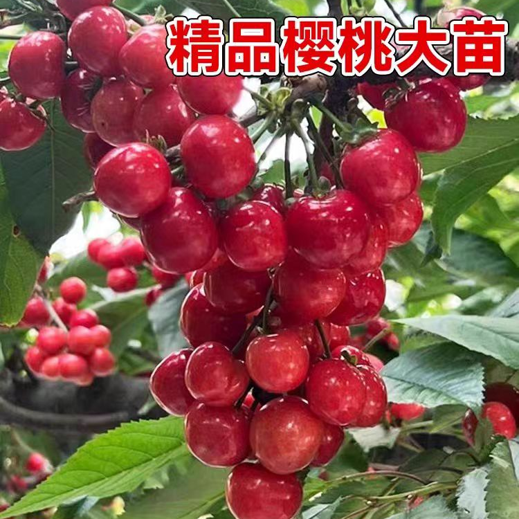 红妃樱桃苗南北方樱桃果苗盆栽种植庭院
