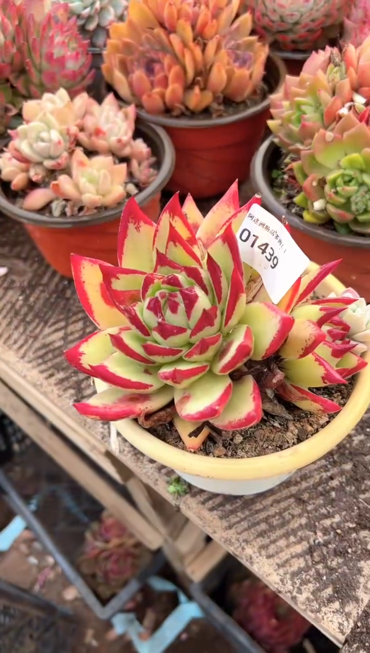 ?***锦多肉植物一物一拍01439