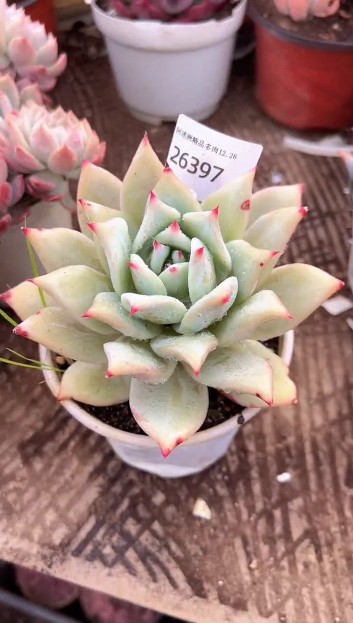 半**茶多肉植物一物一拍26397