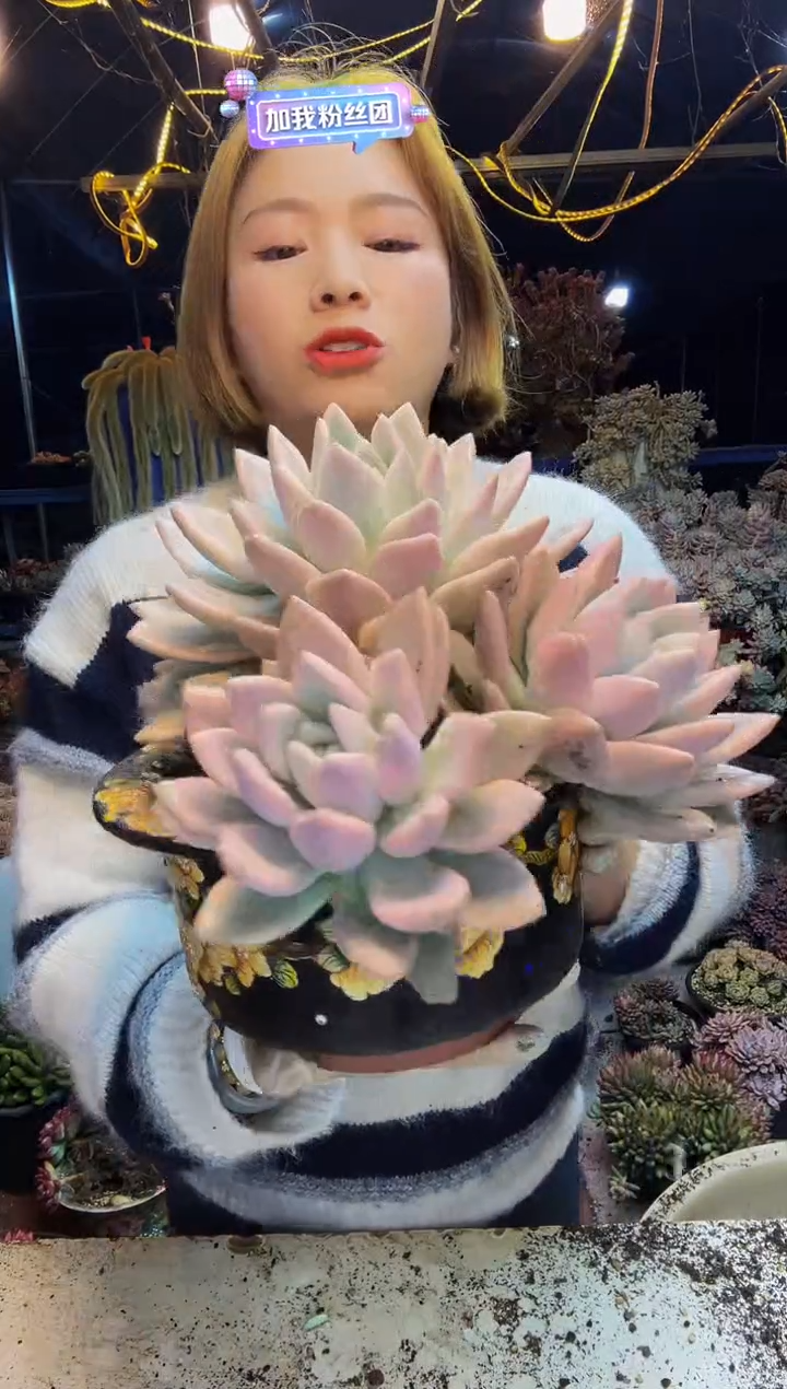 三头奥普粉锦脱土包邮