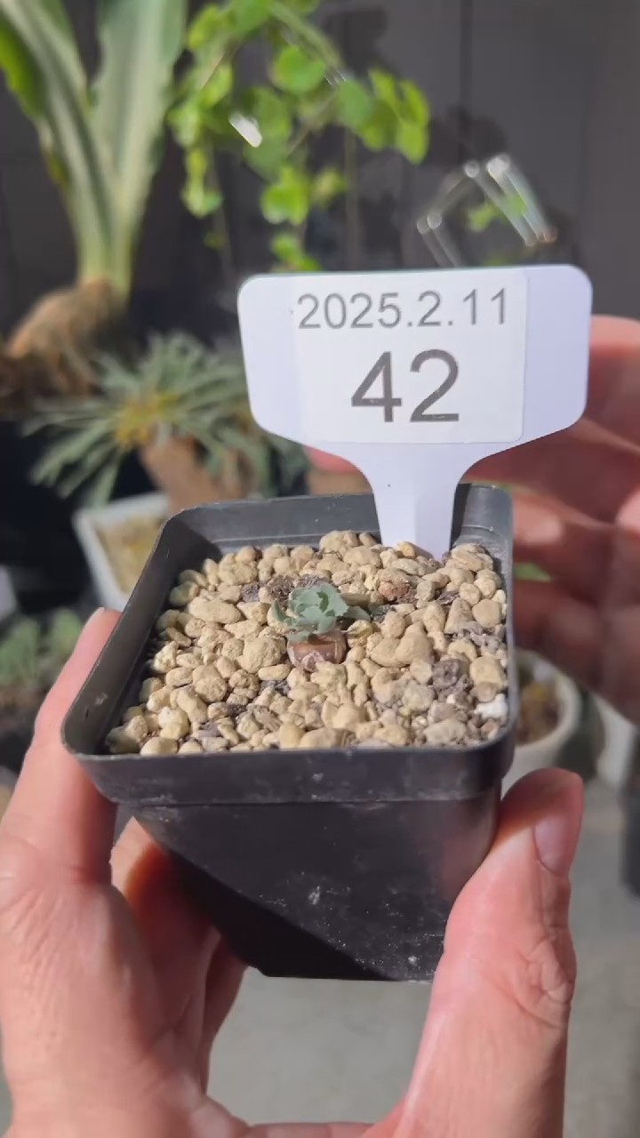 【闪购商品】格加2.11.42