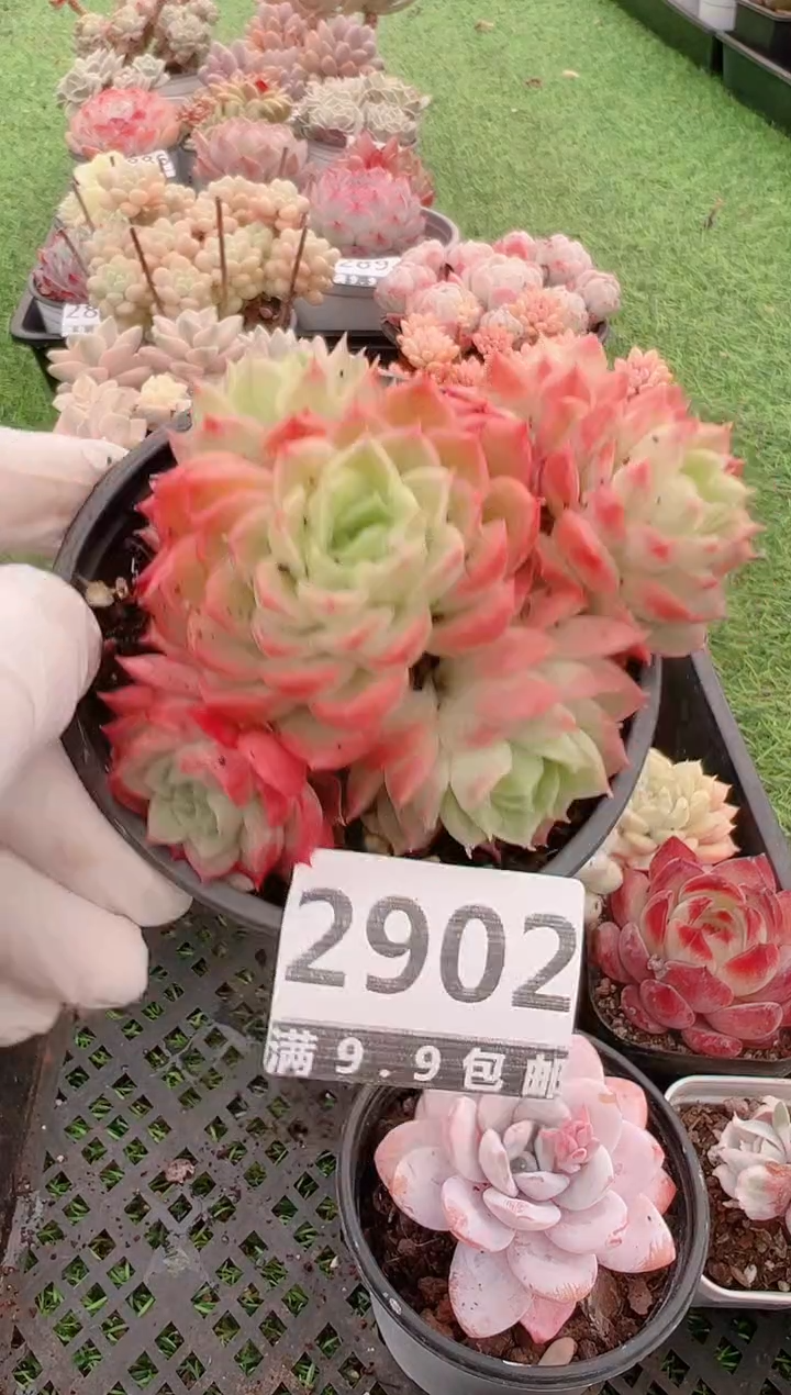 【闪购商品】信福多肉一物一拍