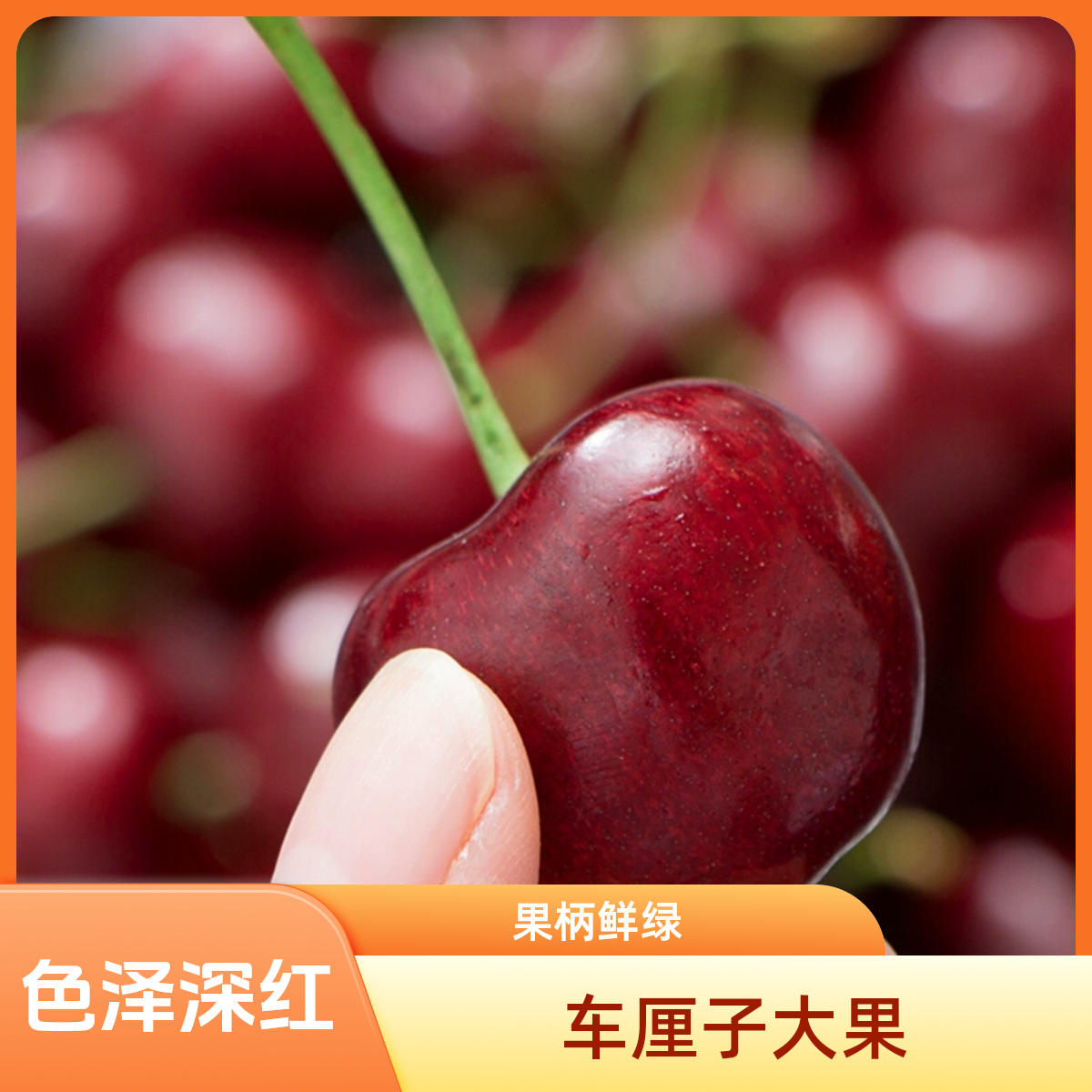 今日特价，入手就是赚到【4JD桑提娜】智利空运车厘子净重5斤内附果径卡桑提娜樱桃智利共和国