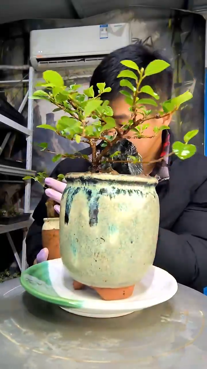 小**?中青园艺一物一拍花53
