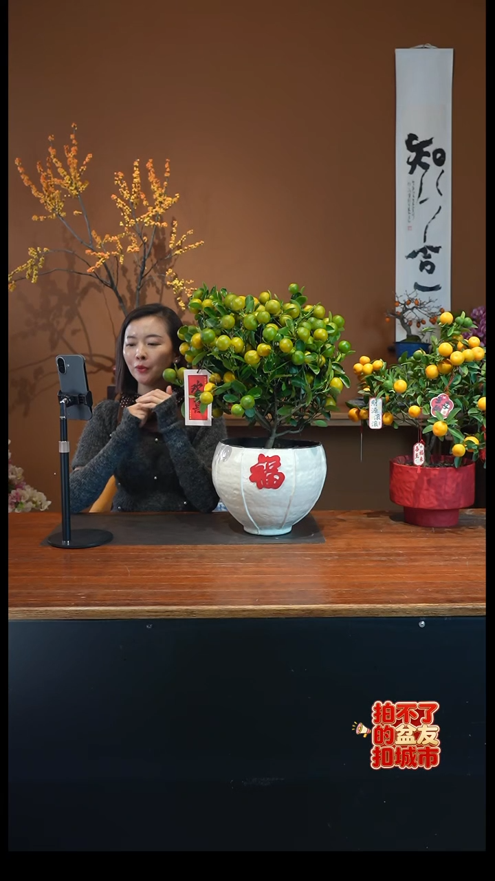 全部花朵小金橘盆景盆景