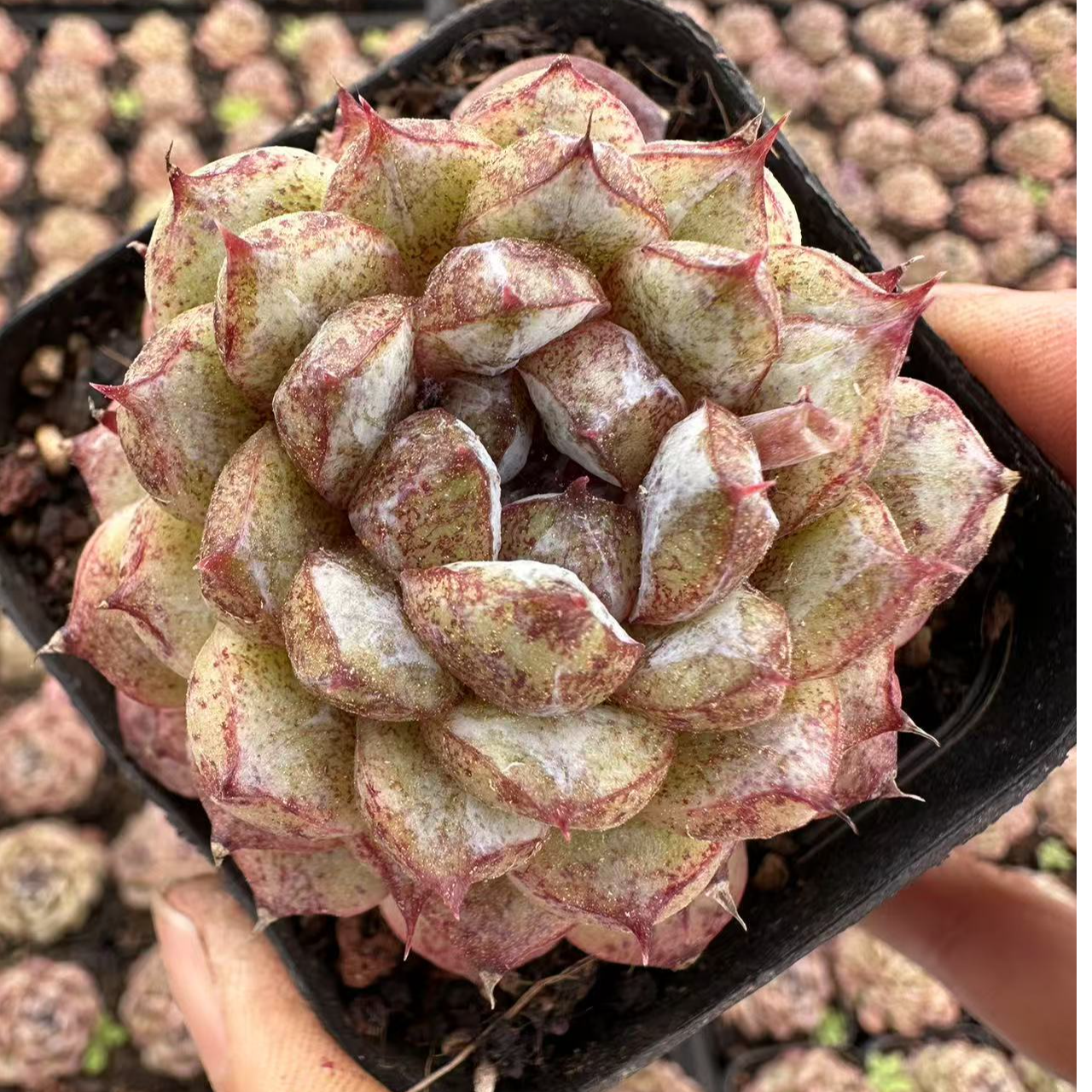 6#蚂蚁风暴多肉植物    前男友精品多肉
