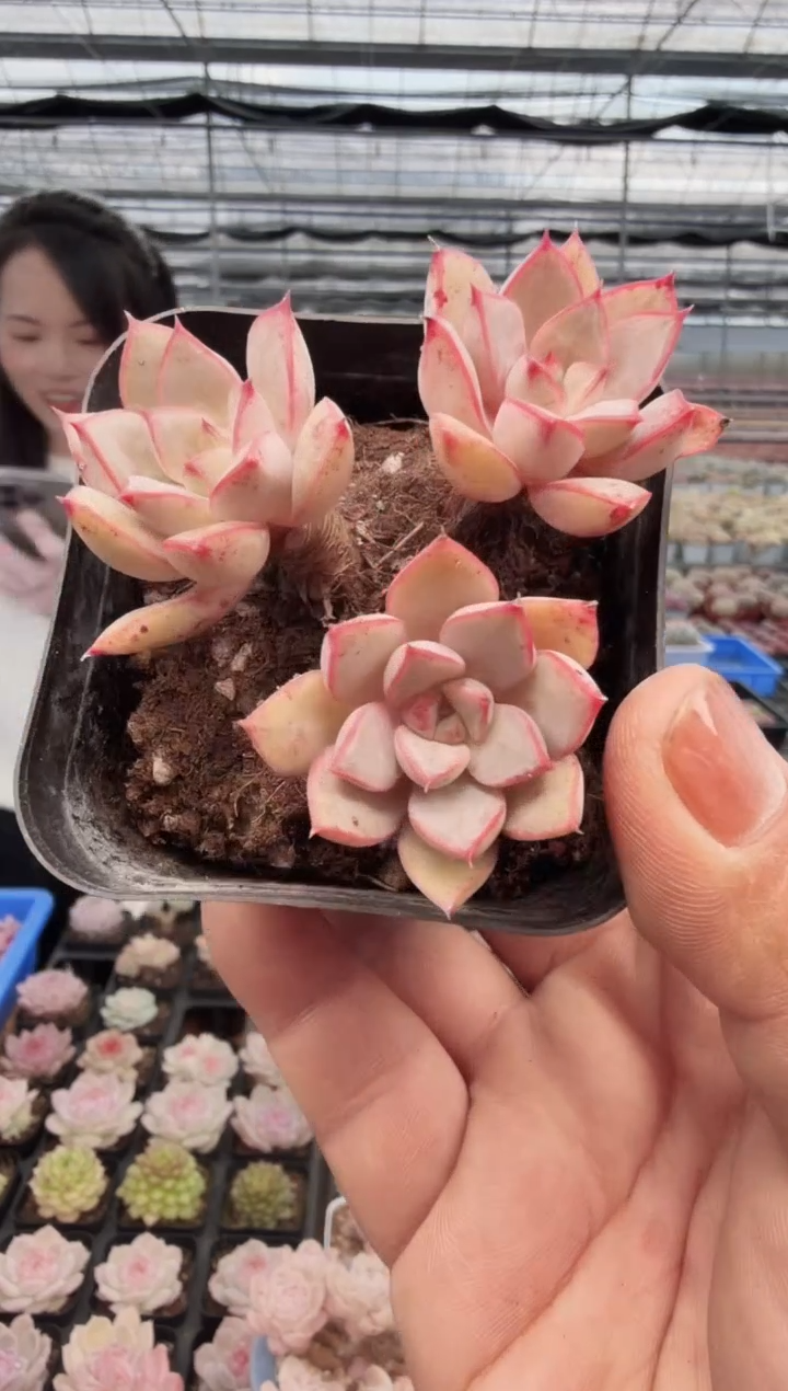 东云多肉园新款-99