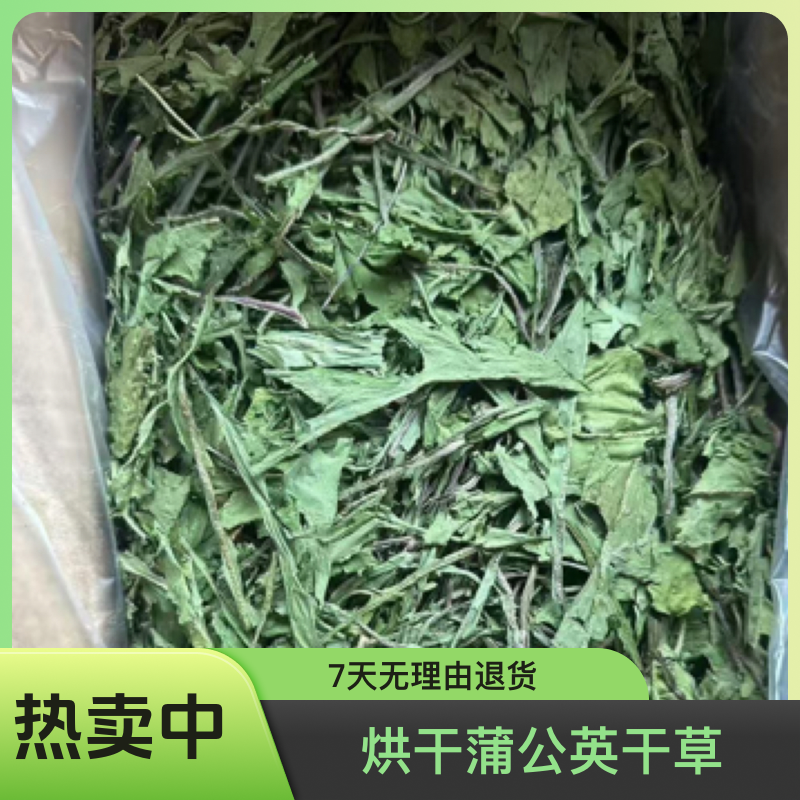 烘干蒲公英干草清热去火兔子龙猫猪豚鼠牧草