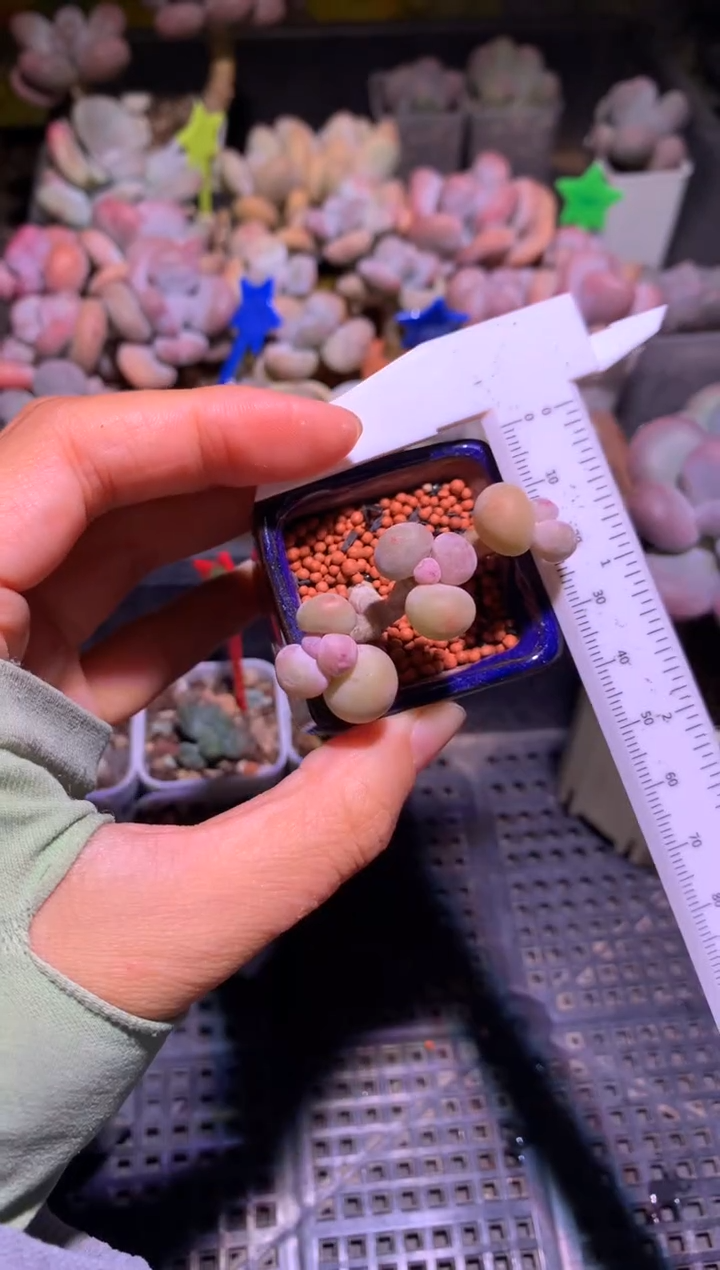 三头黄金鸡蛋大叶奶可带盆