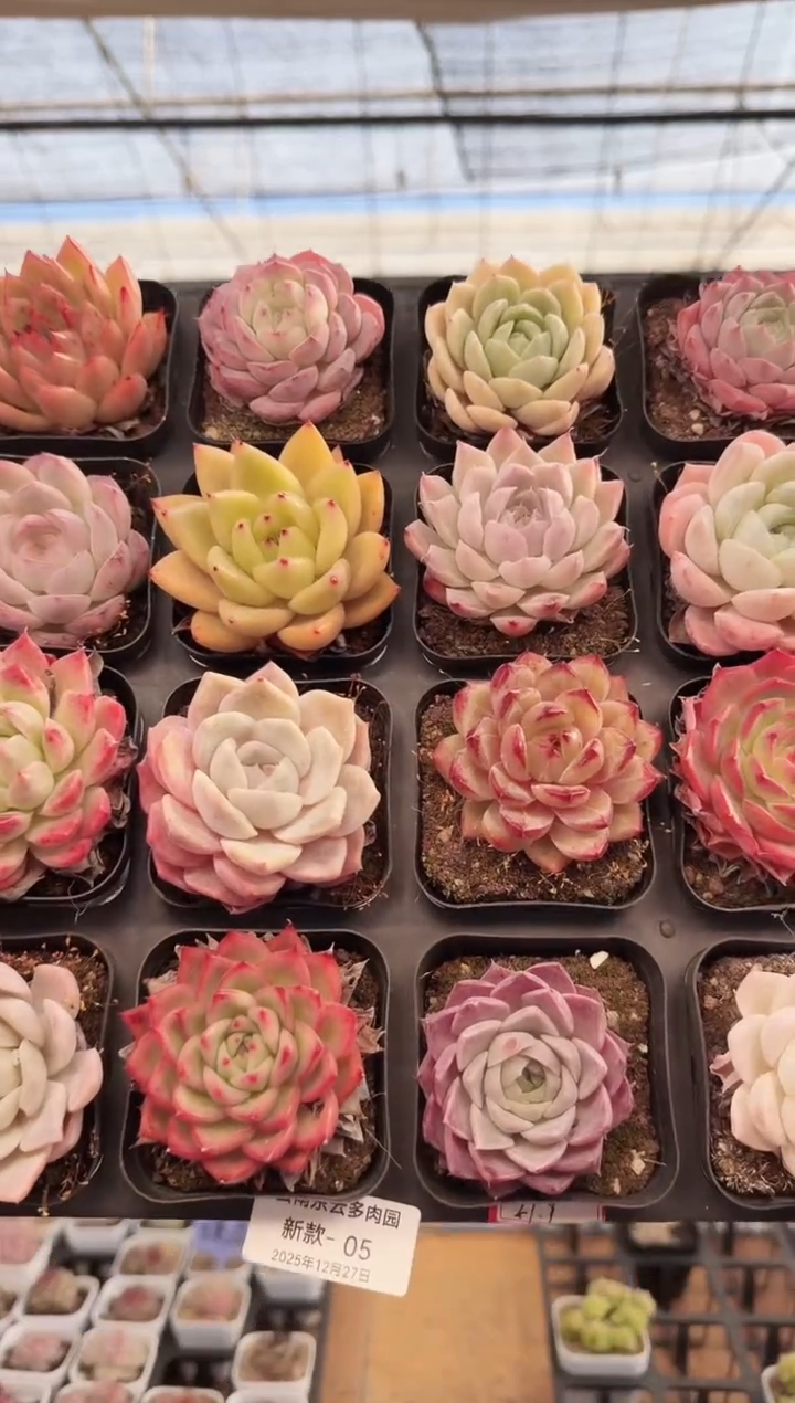 东云多肉园新款-05