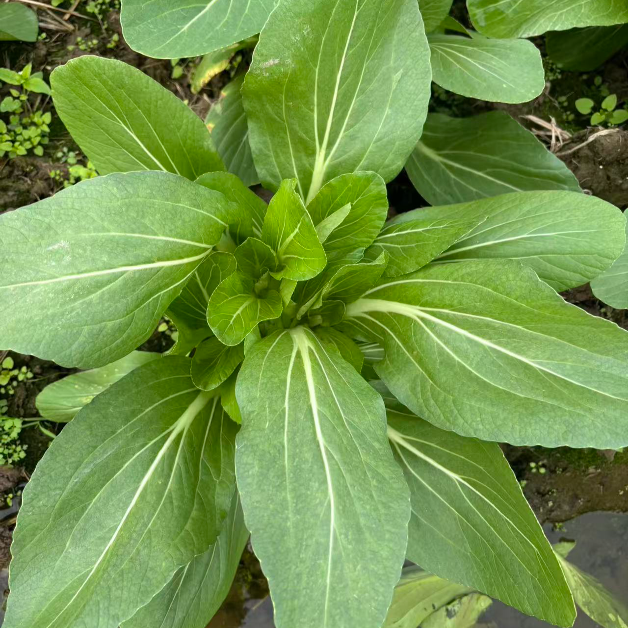 《顺丰包邮》露天种植新鲜上海青菜苔时令蔬菜新鲜采摘包邮