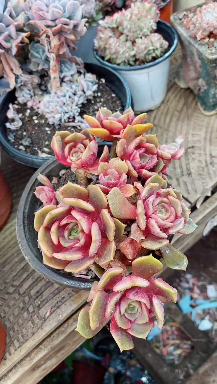 【闪购商品】02169